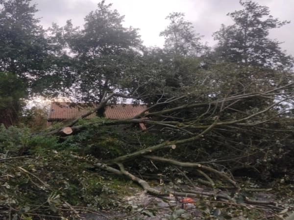 Omgewaaide boom na een storm in een tuin